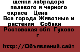 щенки лабрадора палевого и черного окраса › Цена ­ 30 000 - Все города Животные и растения » Собаки   . Ростовская обл.,Гуково г.